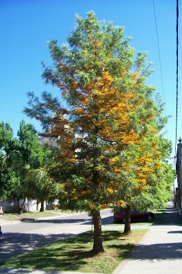 Roble Australiano - Grevillea Robusta (60/80CM)