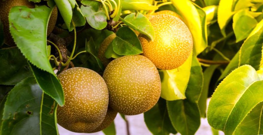 Peral Nashi - Pyrus Pyrifolia (80/130CM)