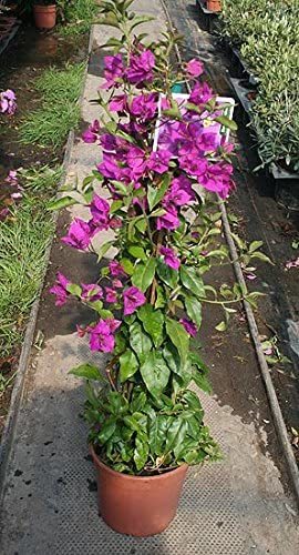Buganvilla - Bougainvillea Sanderiana