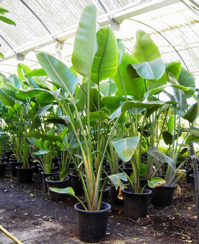 Ave Del Paraiso - Strelitzia Augusta