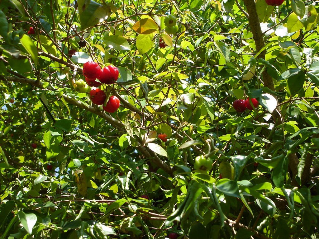 Cereza del Surinam - Pitanga