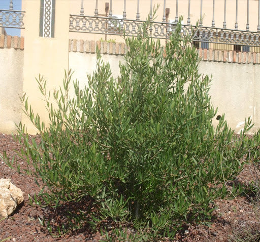 Olivilla - Phillyrea Angustifolia