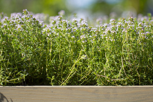 Tomillo - Thymus Vulgaris