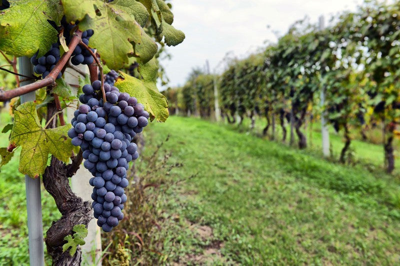 Parra De Uva - Vitis Vinifera (100/110CM)