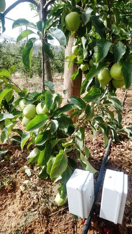 Mango - Mangifera Indica (90/110CM)