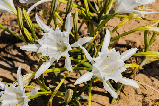 Nardo Marítimo - Pancratium Maritimum