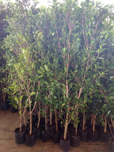 Laurel - Laurus Nobilis