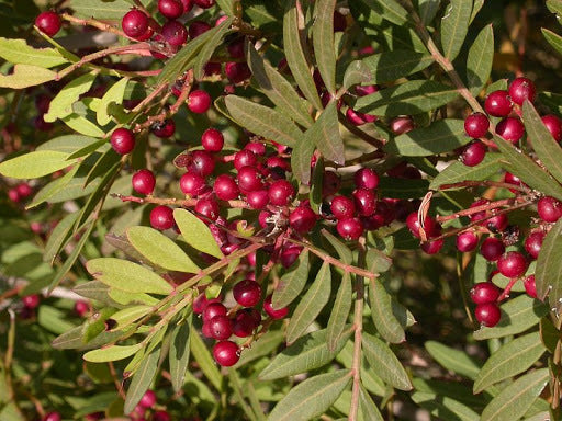 Pistacia - Pistacia Lentiscus