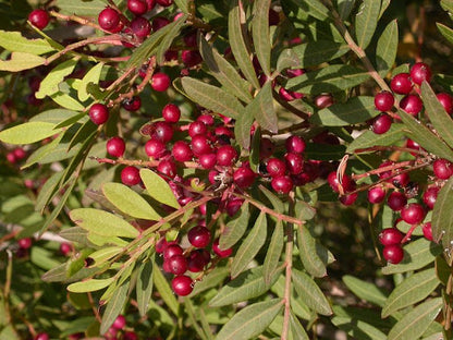 Pistacia - Pistacia Lentiscus