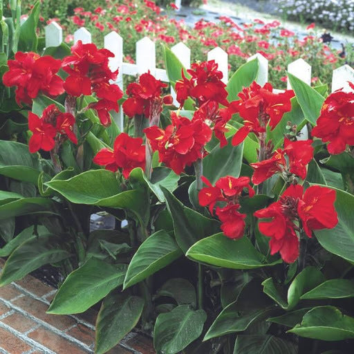Caña De Las Indias - Canna Indica