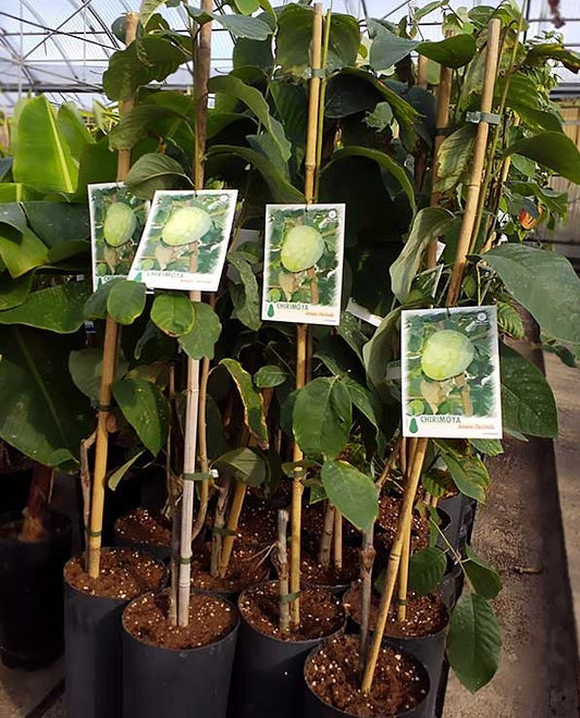 Chirimoyo - Annona Cherimola (90/120CM)