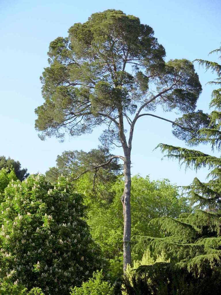 Pino De Alepo - Pino Halapensis