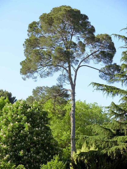Pino De Alepo - Pino Halapensis