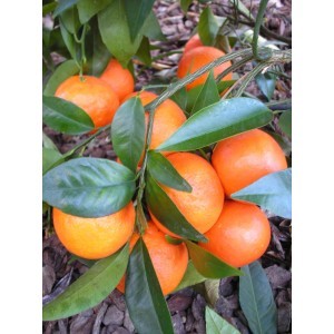 Mandarino Común - Citrus Deliciosa (60/100cm)