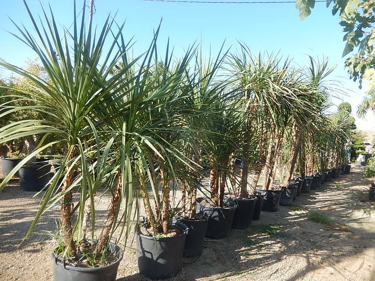Dracena Indivisa - Cordyline Indivisa