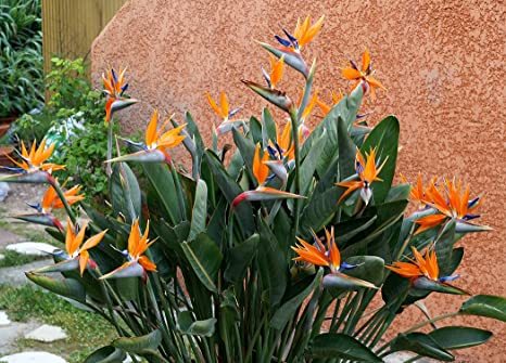 Ave Del Paraiso - Strelitzia Reginae