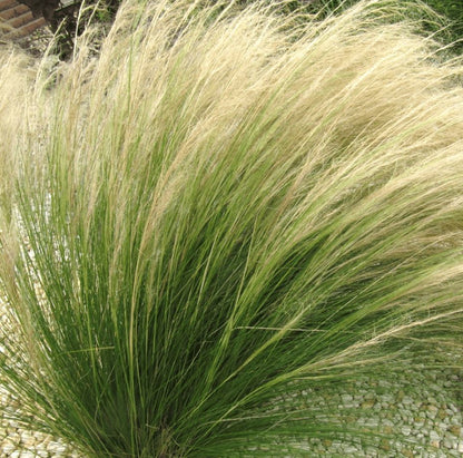 Stipa Tenuissima - Nassella Tenuissima