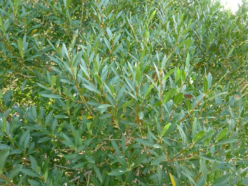 Olivilla - Phillyrea Angustifolia