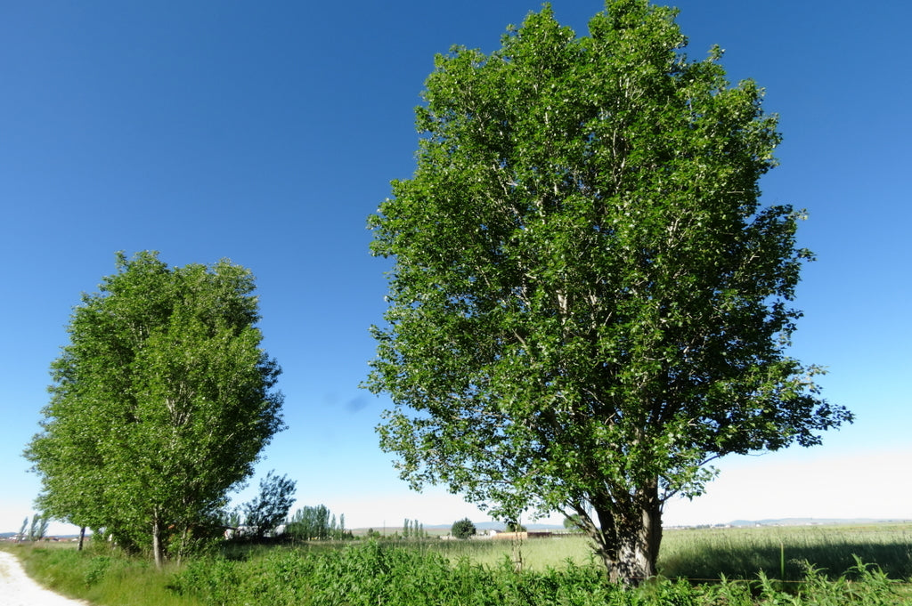 Chopo Negro - Populus Nigra