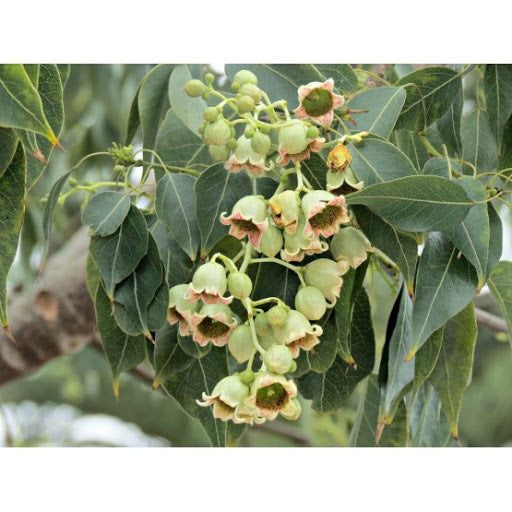 Árbol Botella - Callistemon Laevis