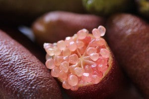 Citrus Caviar - Microcitrus Australasica