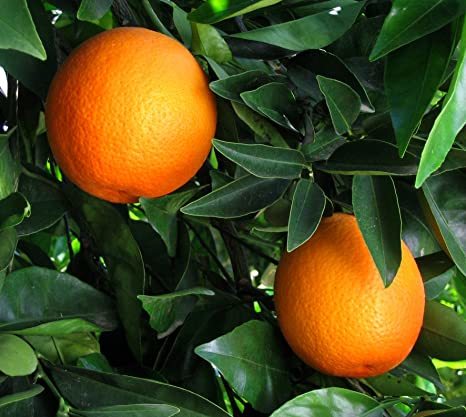 Naranjo - Citrus Sinensis (80/120CM)