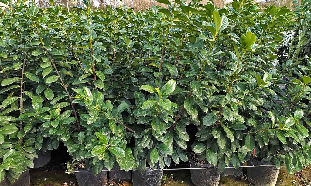 Laurel Cerezo - Prunus Laurocerasus