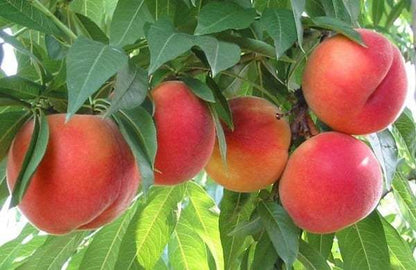 Melocotonero - Prunus Persica (90/150CM)