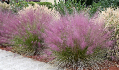 Muhly Grass - Muhlenbergia Capilaris