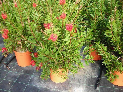 Árbol Del Cepillo - Callistemon Laevis
