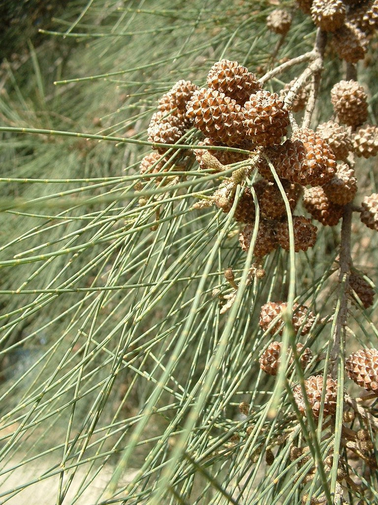 Pino Australiano - Casuarina Cunninghamiana