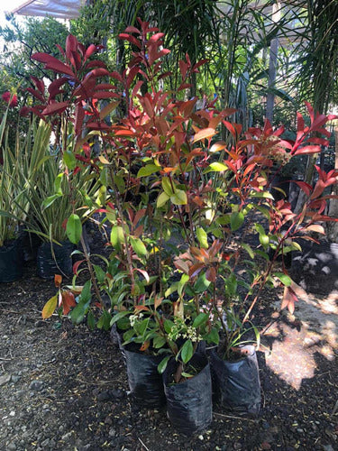 Fotinia - Photinia
