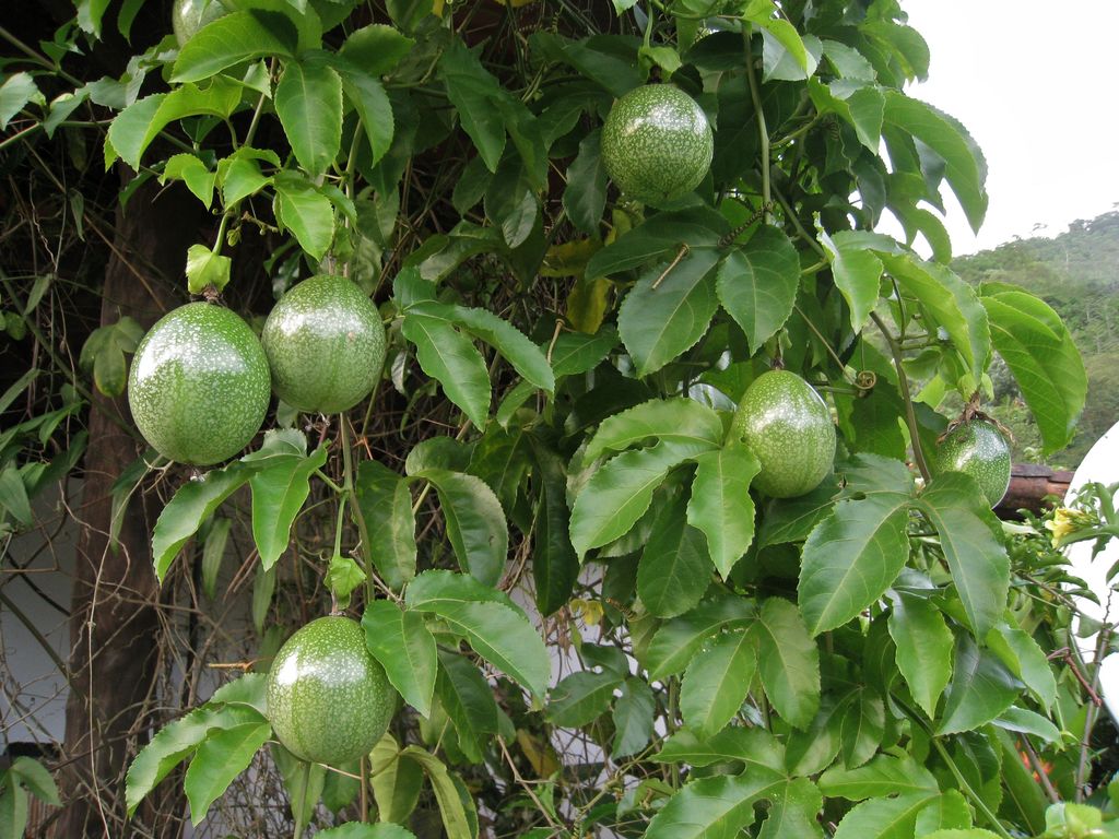 Maracuya - Passiflora Edulis