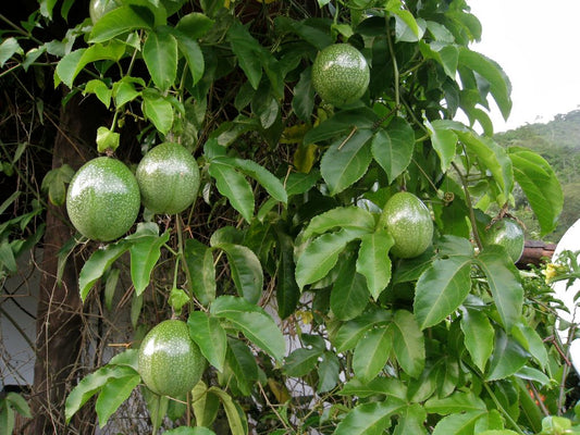 Maracuya - Passiflora Edulis