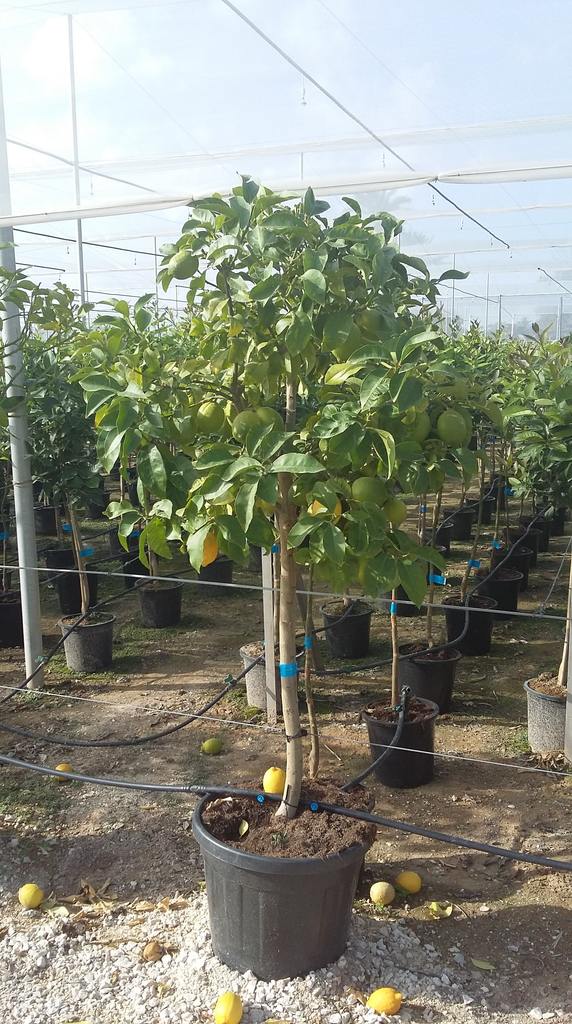 Limonero - Citrus Limon (80/120CM)
