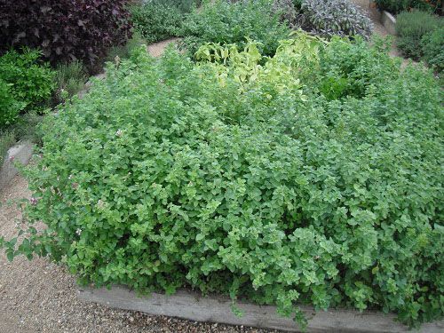 Oregano - Origanum Vulgare