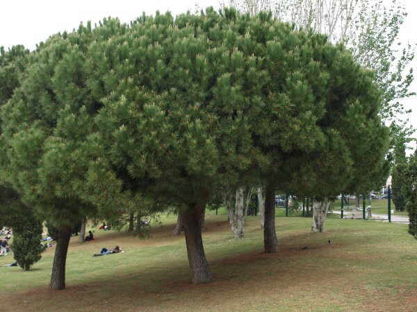 Pino Piñonero - Pinus Pinea