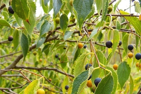 Almez - Celtis Australis
