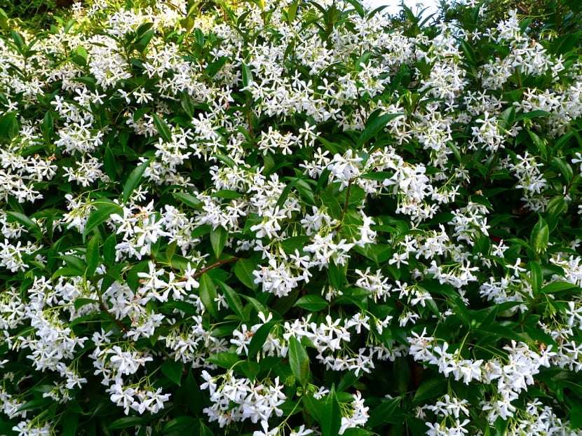Jazmín Chino - Jasminum Polyanthum