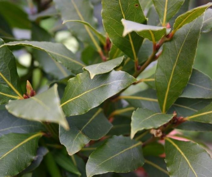Laurel - Laurus Nobilis
