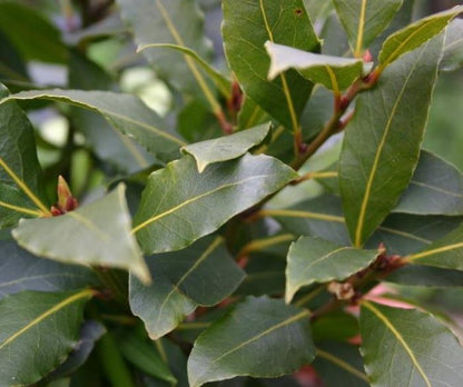 Laurel - Laurus Nobilis