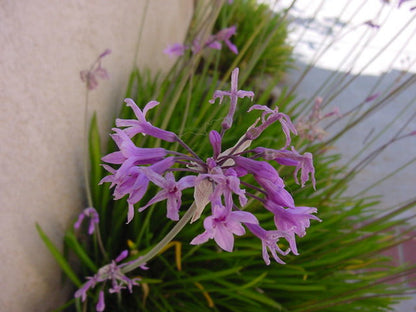 Tulbagia - Tulbaghia Violacea