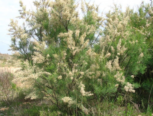 Tamarix Africana - Taray