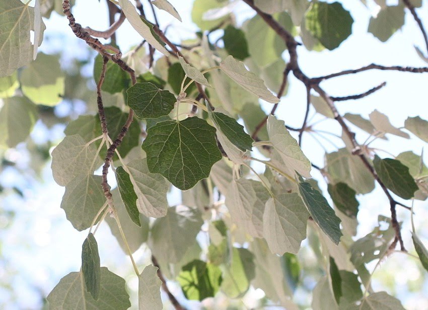 Chopo Boleana - Populus Alba (30/60CM)
