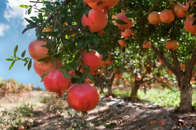 Granado - Punica Granatum
