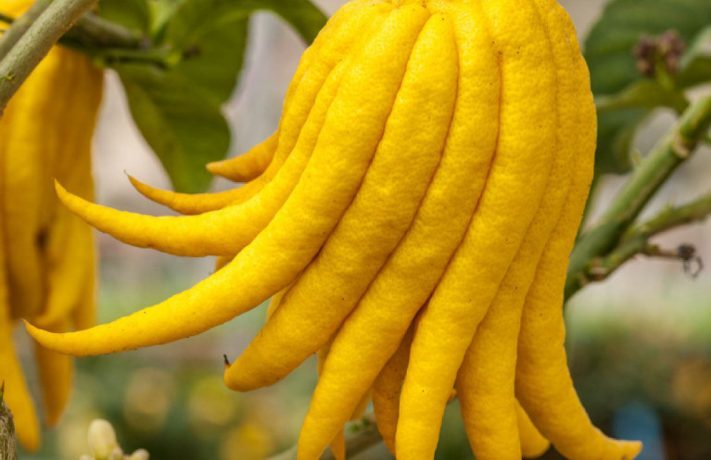 Mano De Buda - Citrus Medica (90/110cm)