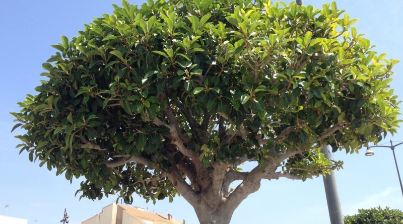 Ficus Nitida - Ficus Microcarpa (80/110CM)