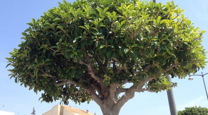 Ficus Nitida - Ficus Microcarpa (80/110CM)