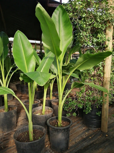 Platanero - Musa Paradisiaca