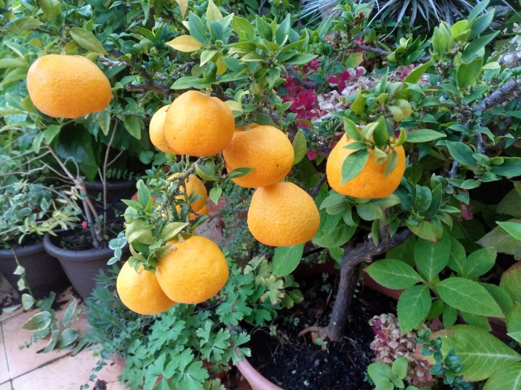 Naranjo Moruno - Citrus Myrtifolia (80/110CM)